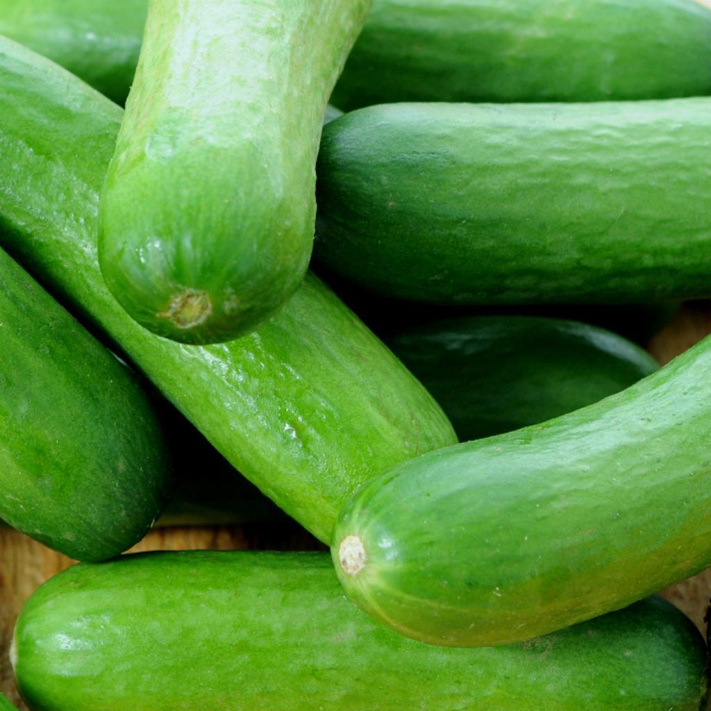 Mini Lebanese Cucumbers 250g