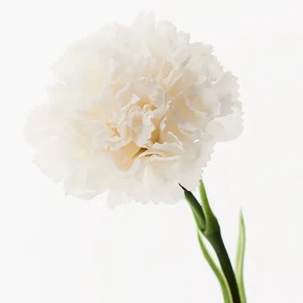 Carnation Winter White 47cm