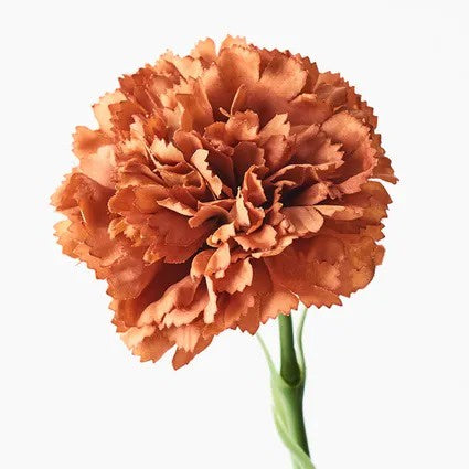 Carnation Rust 47cm