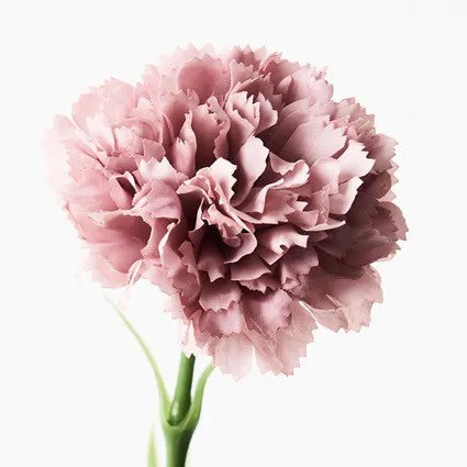 Carnation Dusty Pink 47cm